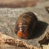 Glomeris connexa
